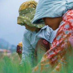 The Festival of Ropai