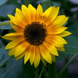 Anniversary Blooms